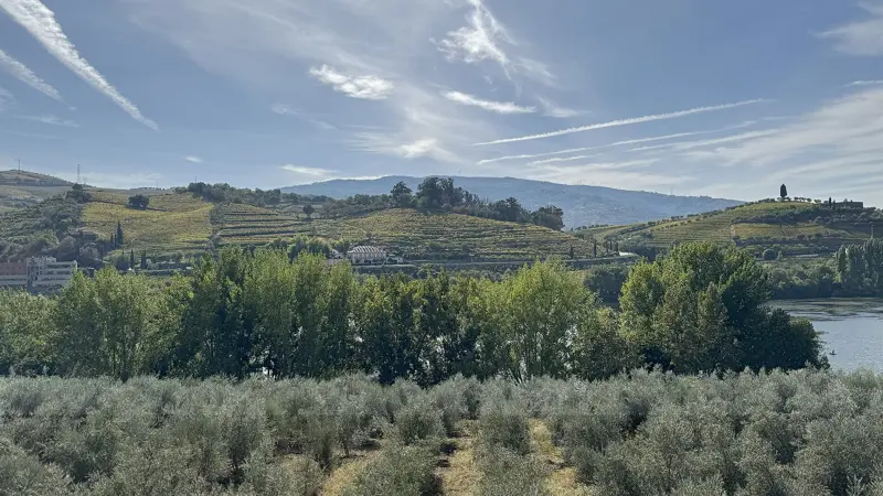 Terraced hillsides above the Douro river seen across an olive grove